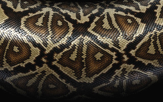 Snake skin pattern bag black - a bag free wallpaper