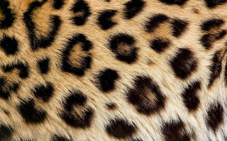 Leopard print closeup fur texture - texture free wallpaper