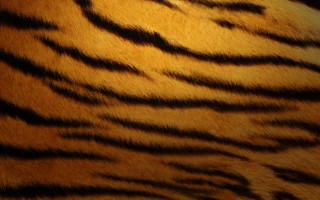 Tiger fur closeup black background - furry free wallpaper