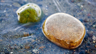 Rock seaweed beach water sand 2 - photorealistic imagery free wallpaper
