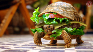 Tortoise shell sandwich lettuce tomato 2 - ultra realistic digital art free wallpaper