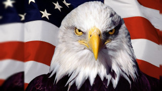 Bald eagle american flag background - bald free wallpaper for desktop