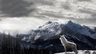Lone wolf snowy mountain cloudy 2 - a snowy mountain top free wallpaper