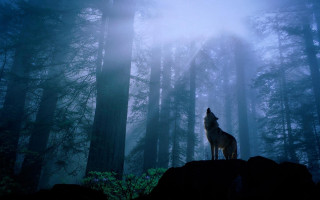 Wolf rock forest night fog 2 - a wolf free wallpaper for desktop