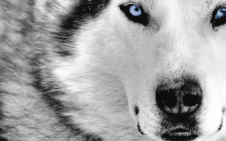 Husky blue eyes nose ring 4 - a black nose and nose ring free wallpaper