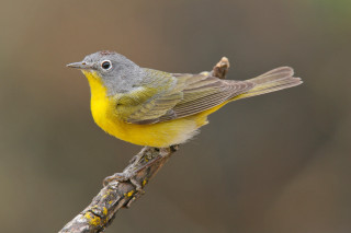 Yellow gray bird branch blurry - an illustration free wallpaper