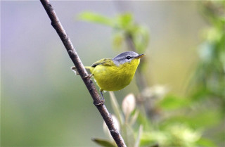 Yellow bird forest illustration bokeh - green leaf and a blurry background free wallpaper