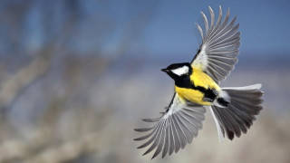 Bird flying air wings spread 9 - free bird wallpaper