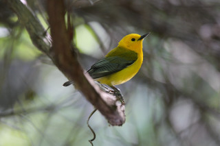 Yellow green bird on branch - background of leaves free wallpaper