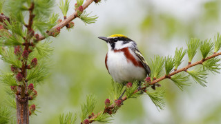 Bird perched pine tree cones 4 - yellow beak free wallpaper