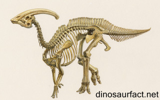 Dinosaur skeleton long neck long - long leg free wallpaper for desktop