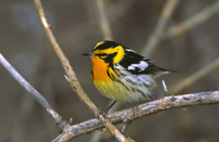 Small yellow black bird branch - an illustration free wallpaper