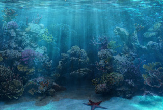 Starfish swimming aquarium corals marine - other marine life free wallpaper