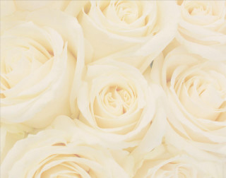 White roses closeup soft blurry - white rose free wallpaper