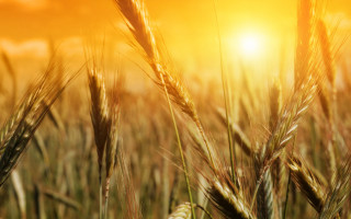 Wheat field sunset blurry grass 2 - a field of wheat free wallpaper for desktop