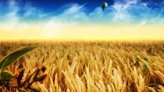 Hot air balloon wheat field - a hot air balloon free wallpaper for desktop