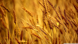 Close up wheat field blurry - heavy grain free wallpaper