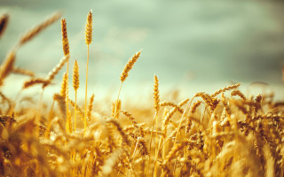 Wheat field sky clouds background 7 - heavy grain free wallpaper