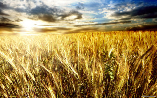 Wheat field cloudy sky sunlight - a field of wheat under a cloudy sky free wallpaper