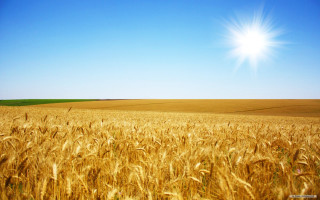 Wheat field sunshine blue sky - a field of wheat free wallpaper
