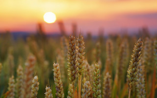 Wheat field sunset clouds sky 2 - heavy grain free wallpaper for desktop