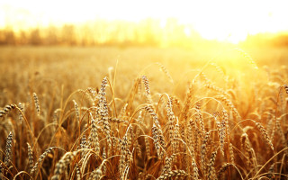 Wheat field sunlight harvest ready - ready free wallpaper