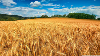 Wheat field blue sky clouds 23 - a field of wheat free wallpaper for desktop