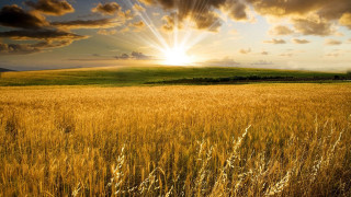Wheat field sun clouds tree - the cloud above free wallpaper