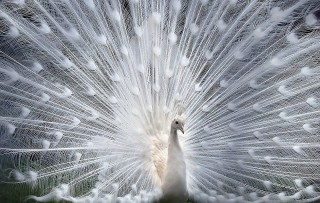 White peacock feathers spread tail 2 - its feather free wallpaper for desktop
