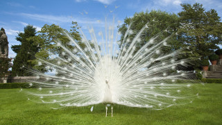 White peacock feathers spread grass 5 - david annand free wallpaper for desktop
