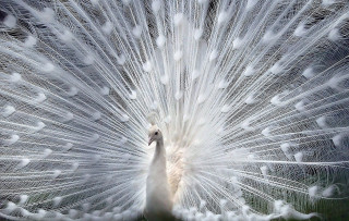 White peacock feathers spread tail - feather free wallpaper for desktop