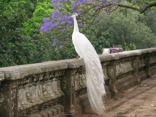 White peacock stone wall tree - purple flower free wallpaper
