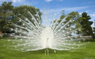 White peacock feathers grass trees - charles bird king free wallpaper for desktop