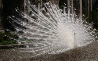 White peacock feathers gravel forest - a stone walkway free wallpaper