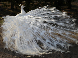 White peacock feathers spread marble - tree and grass free wallpaper