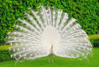 White peacock feathers spread grass 3 - its feather free wallpaper