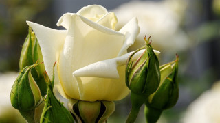 White rose buds blurry background - the foreground and a blurry background free wallpaper