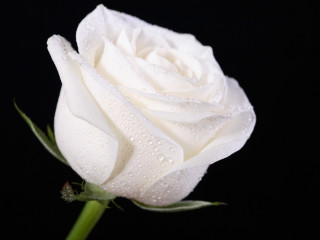 White rose water droplets black - a white rose free wallpaper
