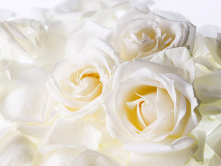White roses rococo watercolor ambient - white rose free wallpaper