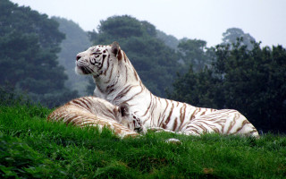 Two white tigers laying grass - wildlife photography free wallpaper for desktop