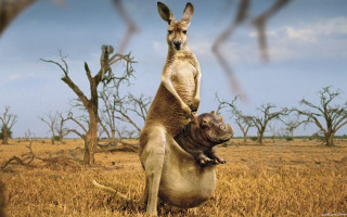 Kangaroo rhino hind legs dry - a surrealist painting free wallpaper