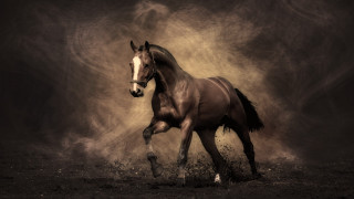 Horse running field dust bird 2 - the ground below free wallpaper