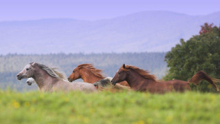 Horses running field grass mountains - a group of horses free wallpaper