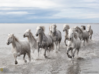 Horses running water beach cloudy - the water together free wallpaper
