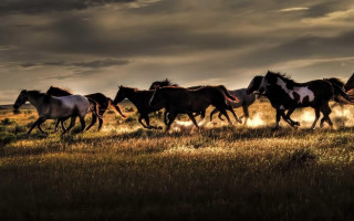 Horses running field cloudy sky - cinematic photography free wallpaper for desktop