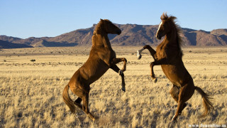 Horses fighting field mountains blue - a blue sky in the foreground free wallpaper
