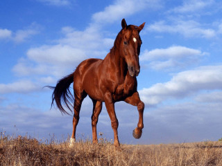 Brown horse running dry field - a brown horse free wallpaper