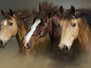Three horses standing close together - three horse free wallpaper