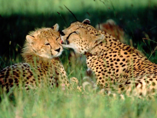 Cheetahs sitting grass rubbing face - free cats wallpaper