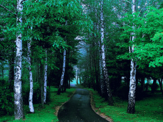 Forest road trees lining path - the end free wallpaper